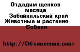 Отдадим щенков ,2 месяца  - Забайкальский край Животные и растения » Собаки   